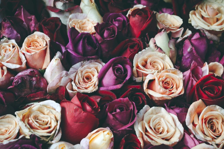 Blüten eines Rosenstrauß